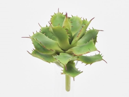 Picture of Aloe pick 16 cm