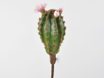 Immagine di Cactus su pick 25 cm fiorellini rosa