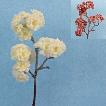 Picture of CHERRY SNOW BLOSSOM CM.40