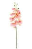 Picture of PHALAENOPSIS LUSSO H.CM.94