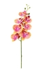 Picture of PHALAENOPSIS LUSSO H.CM.94