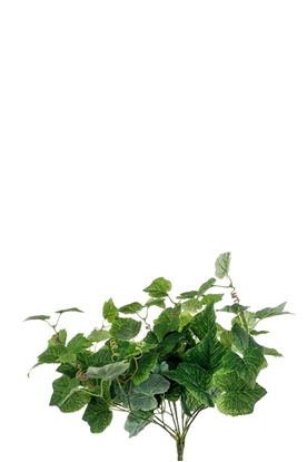 Picture of BUSH POTHOS FROSTED x 36 FOGLIE