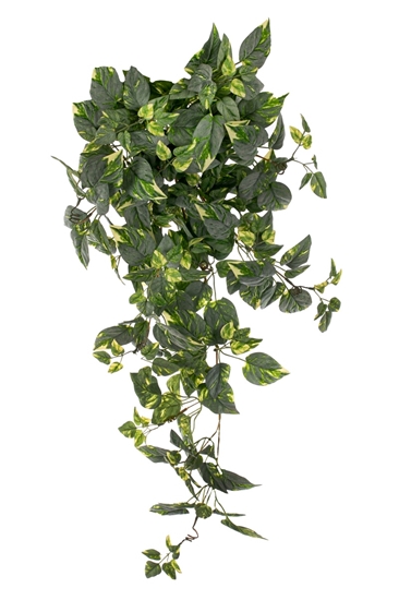 Picture of CASCANTE POTHOS FROSTED x 59 FOGLIE CM.90