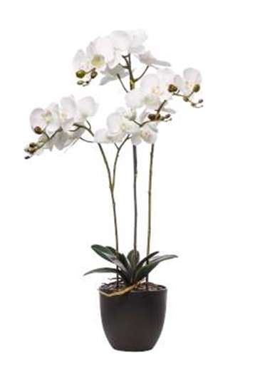 Picture of PIANTA PHALAENOPSIS NATURAL TOUCH
