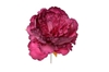 Picture of PICK PEONIA