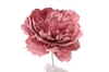 Picture of PICK PEONIA