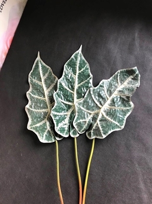 Picture of ALOCASIA LEAF W/COATED 80 CM. NAT.