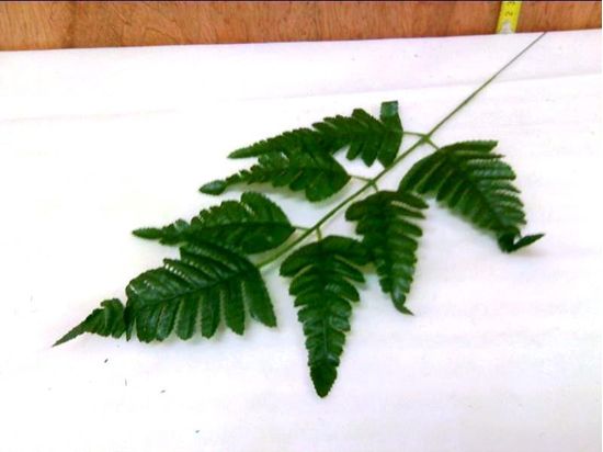 Immagine di FOGLIA DI  FELCE