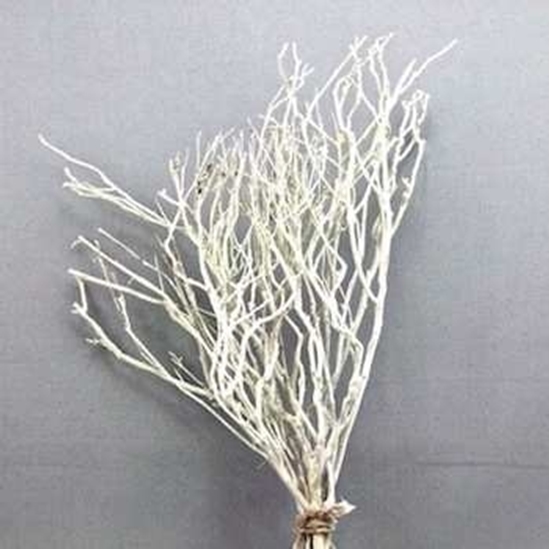 Picture of TEA TREE BRANCHES X7PZ. MEDIUM WHIT