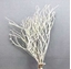Picture of TEA TREE BRANCHES X7PZ. MEDIUM WHIT