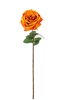 Picture of ROSA SIENNA