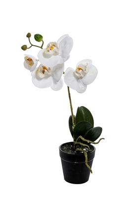 Picture of PIANTA PHALENOPSIS NATURAL TOUCH 38CM.