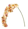 Picture of ORCHIDEA NATURAL TOUCH x 11H 100 CM