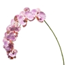 Picture of ORCHIDEA NATURAL TOUCH x 11H 100 CM