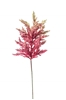 Picture of ASTILBE CM.65