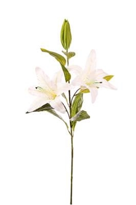 Picture of LILIUM NATURAL TOUCH H.CM.85