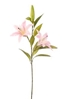 Picture of LILIUM NATURAL TOUCH H.CM.85
