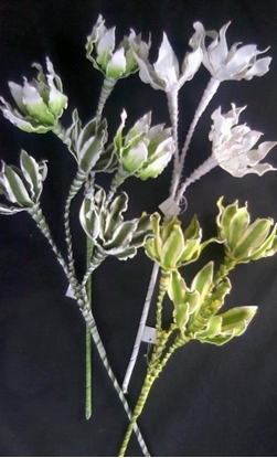 Immagine di RAMO LILIUM FOAM