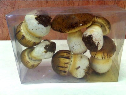 Immagine di FUNGHI BOX X 6 PZ.