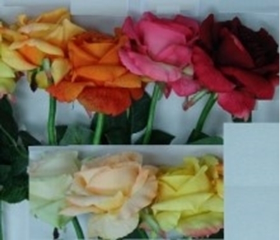 Immagine di ROSA HEIDY SING. COL. DIV.