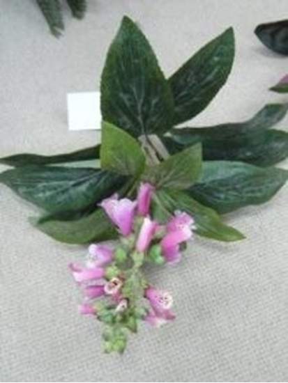 Immagine di LUPINUS RAMO