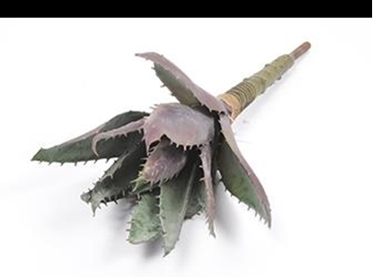 Immagine di PIANTA SUCCULENT 37 CM