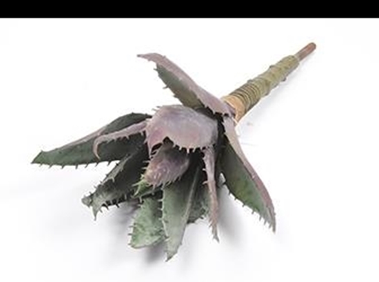 Immagine di PIANTA SUCCULENT 37 CM