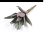 Immagine di PIANTA SUCCULENT 37 CM