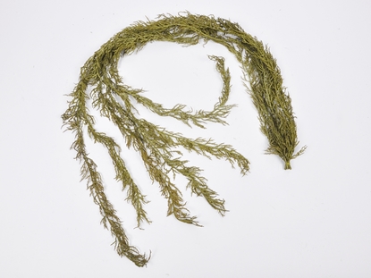 Immagine di RAMO DI SALIX 111 CM