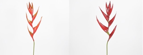 Immagine di Heliconia singola ramo 71 cm