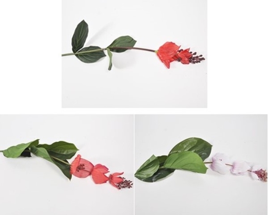 Immagine di Medinilla ramo 93 cm