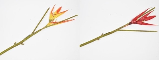 Immagine di Heliconia ramo 121 cm