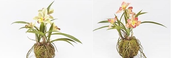 Immagine di ORCHIDEA X 4 39 CM SU MUSCHIO