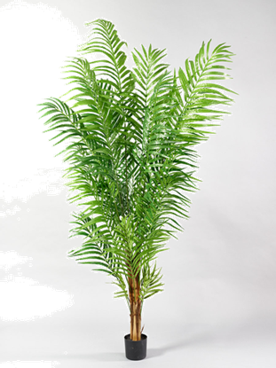Immagine di PIANTA AREKA IN VASO X 15 H. 180 CM