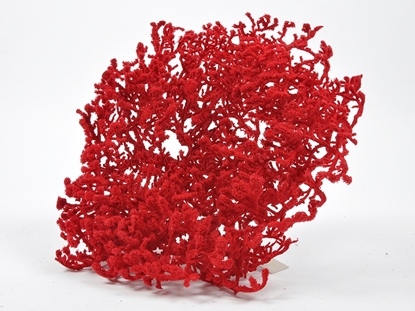 Immagine di CORALLO ROSSO 33X18 CM