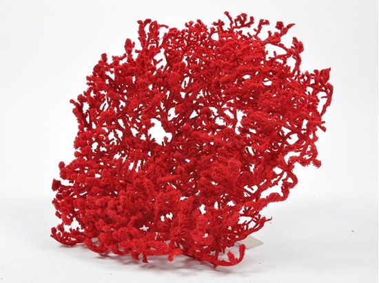 Immagine di CORALLO ROSSO 33X18 CM