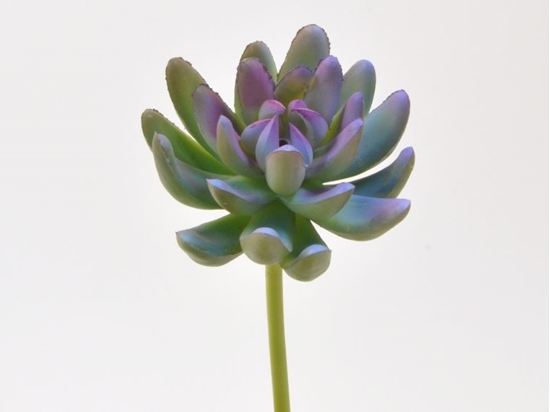 Immagine di Succulent 16 cm