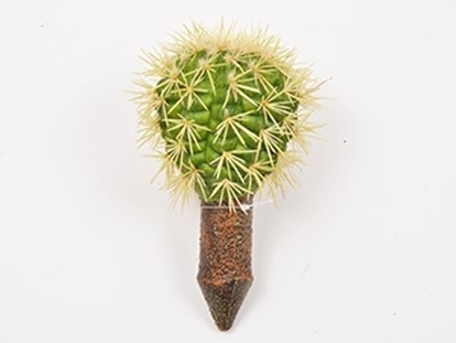 Immagine di Cactus 17,5 cm