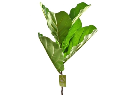 Immagine di RAMO X 5 FOGLIA FICUS H. 77 CM ( UV RESISTENT)