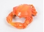 Immagine di GRANCHIO 11X8X5CM ARANCIONE
