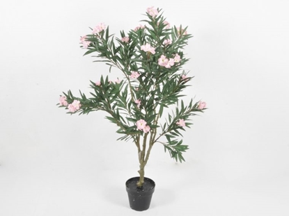 Picture of Oleandro in vaso h. 124 cm 23 Flowers