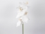 Immagine di RAMO DI ORCHIDEA VANDA 74 CM