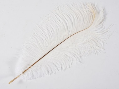 Immagine di PIUMA MARABOU 25-30 CM BIANCO