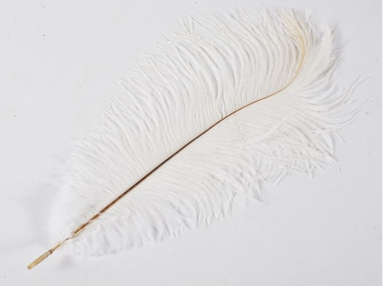 Immagine di PIUMA MARABOU 25-30 CM BIANCO