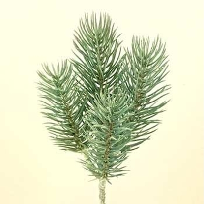 Picture of PINE NEEDLE CM24 GREEN/GREY