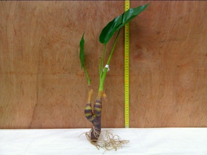 Picture of TARO LEAF WROOTS 16 GREEN