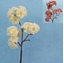 Picture of CHERRY SNOW BLOSSOM CM.40