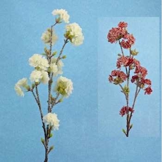 Picture of CHERRY SNOW BLOSSOM CM.90