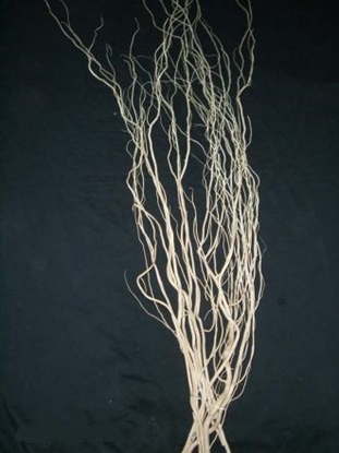 Immagine di SALIX cm. 200 X 5 PZ.   BIANCO