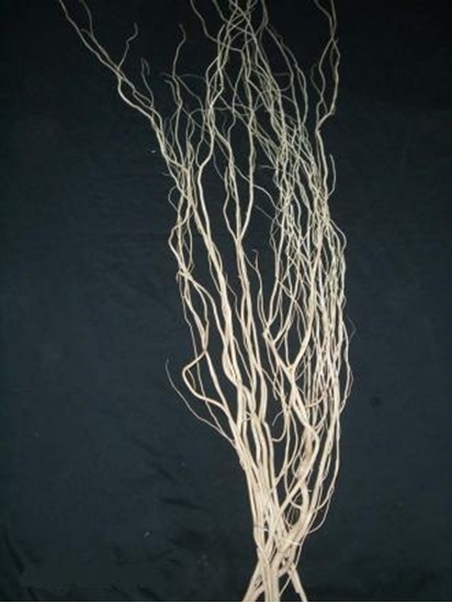 Immagine di SALIX cm. 200 X 5 PZ.   BIANCO